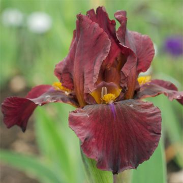 Iris germanica Young Blood - Baardiris