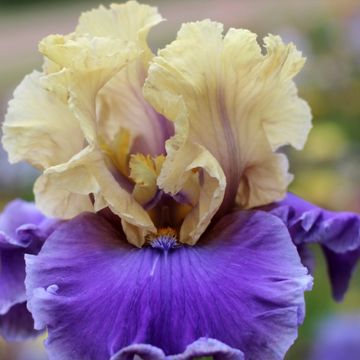 Iris germanica Guernazelle - Baardiris