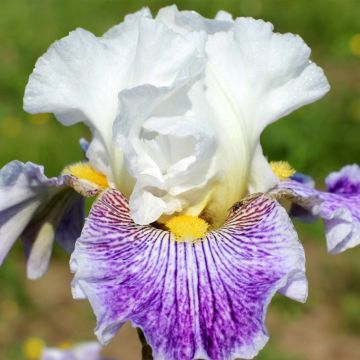 Iris germanica Palette De Peintre - Baardiris