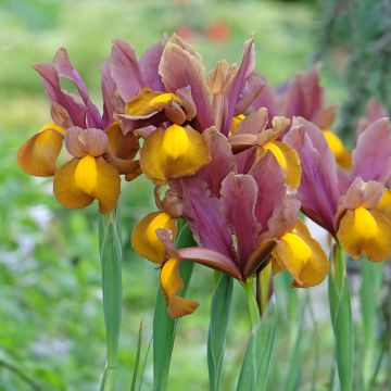 Iris hollandica Lion King - Hollandse iris
