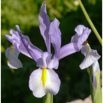 Iris hollandica King Mauve - Hollandse iris