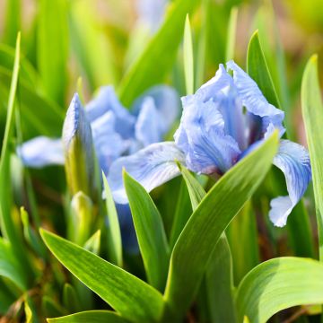 Iris pumila Azurea - dwergbaardiris