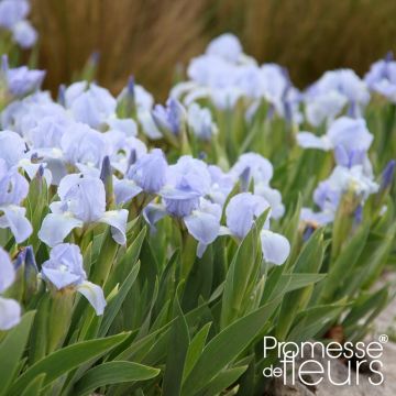 Iris pumila Blue Denim - Dwergbaardiris