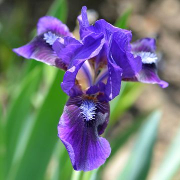 Iris pumila Brannigan - Dwergbaardiris