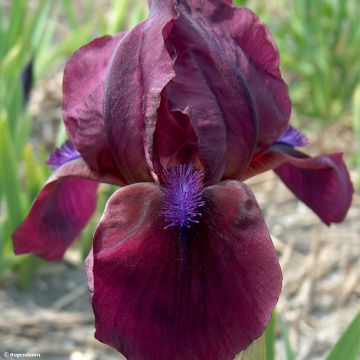 Iris pumila Cherry Garden - Dwergbaardiris