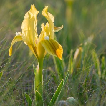 Iris pumila geel - Dwergbaardiris
