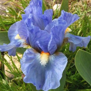 Iris pumila Sea Fire - Dwergbaardiris