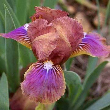 Iris pumila Wee Harry - Dwergbaardiris
