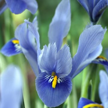 Iris reticulata Alida - Netiris