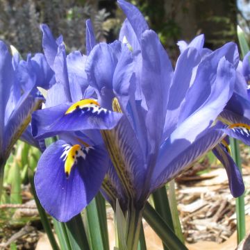 Iris reticulata Cantab - Netiris