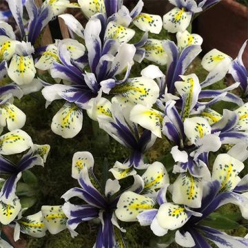 Iris reticulata Eyecatcher - Netiris