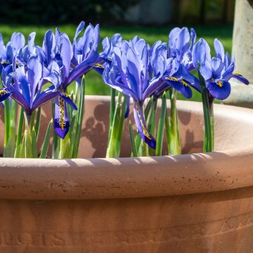 Iris reticulata Pixie - Netiris