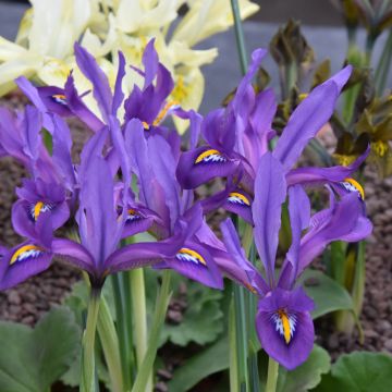 Iris reticulata Scent Sational - Netiris