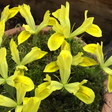 Iris reticulata Sunshine - Netiris