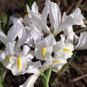 Iris reticulata White Caucasus - Netiris