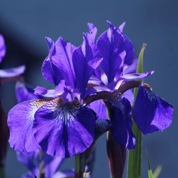 Iris sibirica Blue King - Siberische iris