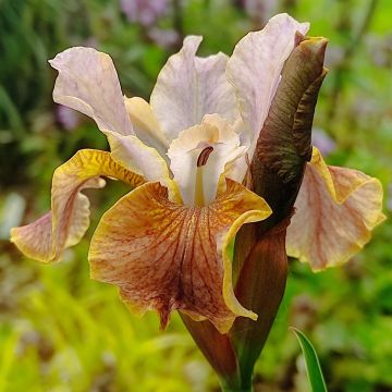 Iris sibirica Colonel Mustard - Siberische iris