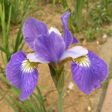 Iris sibirica Perrys Blue - Siberische iris