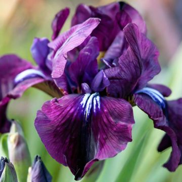 Iris sibirica Purplelicious - Siberische iris
