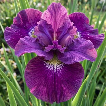 Iris sibirica Spindazzle - Siberische iris