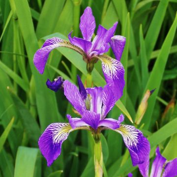 Iris versicolor Kermesina - Moerasiris