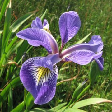 Iris versicolor Variegata - Moerasiris bont