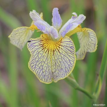 Iris Ally Oops - Wateriris