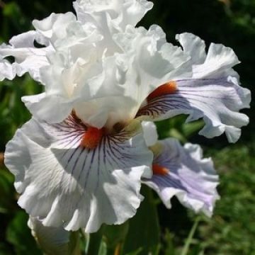 Iris germanica Hysteria- Baardiris