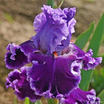 Iris germanica Louisa's Song - Baardiris