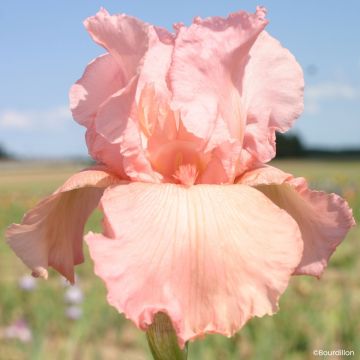 Iris germanica Magical Encounter - Baardiris