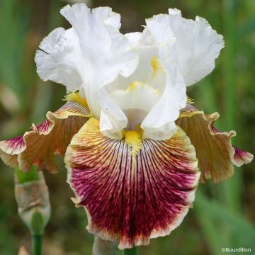 Iris germanica Scatterbrain - Baardiris