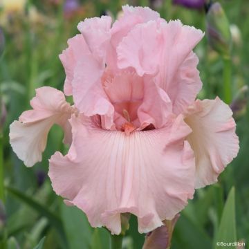 Iris germanica Star Appeal - Baardiris