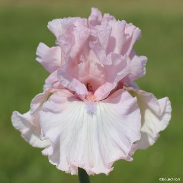 Iris germanica Vanity Girl - Baardiris