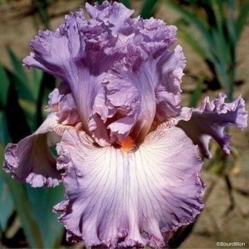 Iris germanica Vienna Waltz - Baardiris