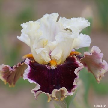 Iris germanica When Doves Cry - Baardiris