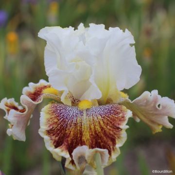 Iris germanica Wonder Never Cease - Baardiris