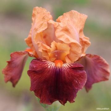 Iris germanica Apricot Toping - Baardiris