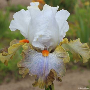 Iris germanica Art Du Camouflage - Baardiris