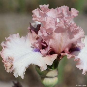 Iris germanica Don't Stop Believing - Baardiris