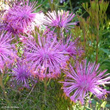Isopogon formosus - Roze kegeldistel