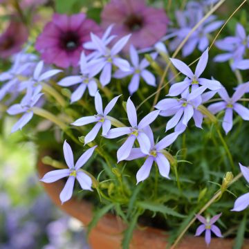 Isotoma Stella Blue - Laurentia