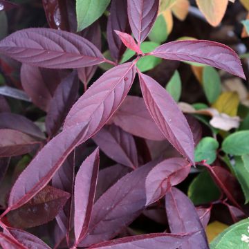 Itea virginica Henry's Garnet - Bloemwilg