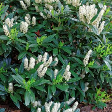 Itea virginica Little Henry - Bloemwilg