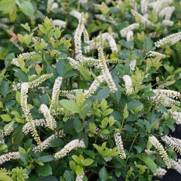 Itea virginica Scentlandia - Bloemwilg