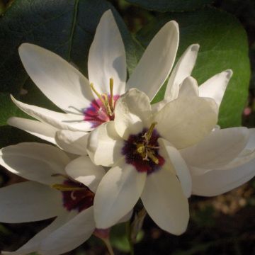 Ixia Giant - Afrikaanse korenlelie