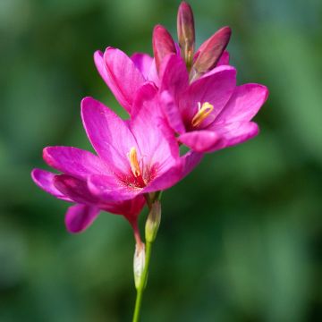 Ixia acaulis Roze Emperor - Afrikaanse korenlelie