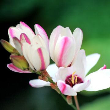 Ixia Spotlight - Afrikaanse korenlelie