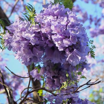 Jacaranda mimosifolia - Blauwe jacaranda