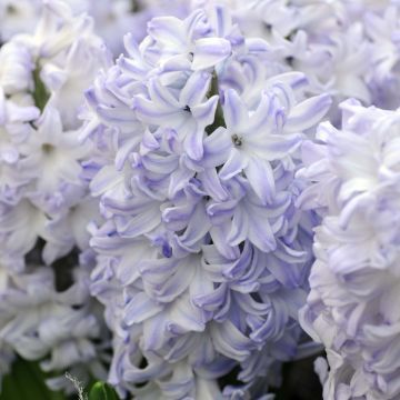 Hyacint Blue Eyes - Hyacinthus orientalis