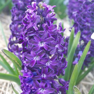 Hyacint Blue Magic - Hyacinthus orientalis